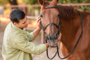 young man putting halter on horse as experiences the benefits of equine therapy for addiction recovery